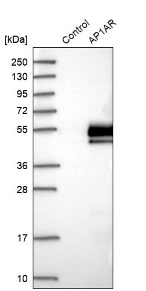 Merck Anti-AP1AR antibody produced in rabbit
