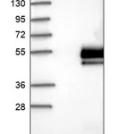 Merck Anti-AP1AR antibody produced in rabbit