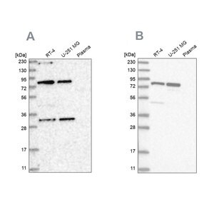 Merck Anti-NOA1 antibody produced in rabbit
