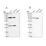 Merck Anti-NOA1 antibody produced in rabbit