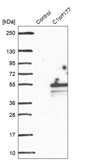 Merck Anti-LEXM antibody produced in rabbit
