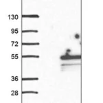 Merck Anti-LEXM antibody produced in rabbit