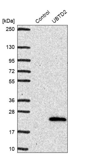 Merck Anti-UBTD2 antibody produced in rabbit
