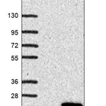 Merck Anti-UBTD2 antibody produced in rabbit