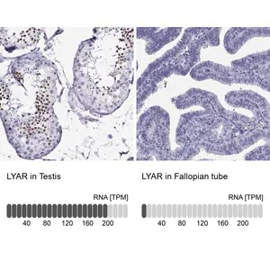 Merck Anti-LYAR antibody produced in rabbit