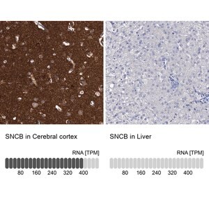Merck Anti-SNCB antibody produced in rabbit