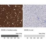 Merck Anti-SNCB antibody produced in rabbit