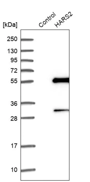 Merck Anti-HARS2 antibody produced in rabbit