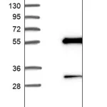 Merck Anti-HARS2 antibody produced in rabbit