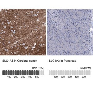 Merck Anti-SLC1A3 antibody produced in rabbit