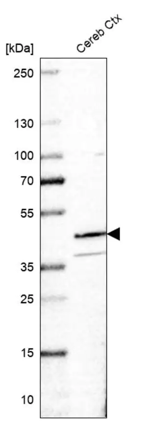 Merck Anti-RANBP3L antibody produced in rabbit