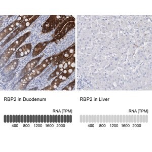 Merck Anti-RBP2 antibody produced in rabbit