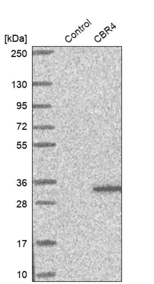 Merck Anti-CBR4 antibody produced in rabbit