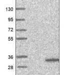 Merck Anti-CBR4 antibody produced in rabbit