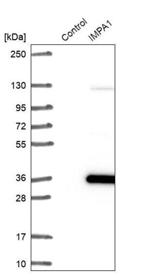 Merck Anti-IMPA1 antibody produced in rabbit