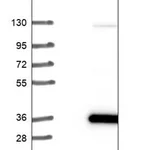 Merck Anti-IMPA1 antibody produced in rabbit