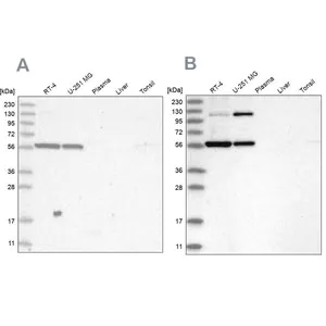 Merck Anti-PLRG1 antibody produced in rabbit