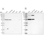 Merck Anti-PLRG1 antibody produced in rabbit