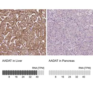 Merck Anti-AADAT antibody produced in rabbit