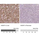 Merck Anti-AADAT antibody produced in rabbit