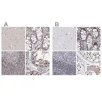 Merck Anti-UIMC1 antibody produced in rabbit