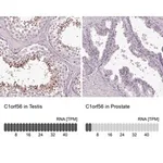 Merck Anti-C1orf56 antibody produced in rabbit
