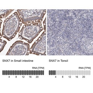 Merck Anti-SNX7 antibody produced in rabbit
