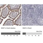 Merck Anti-SNX7 antibody produced in rabbit