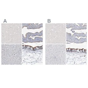 Merck Anti-DNAH5 antibody produced in rabbit