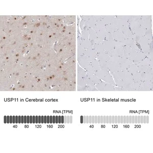 Merck Anti-USP11 antibody produced in rabbit