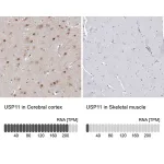 Merck Anti-USP11 antibody produced in rabbit
