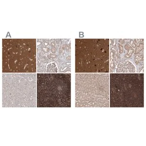 Merck Anti-WDR37 antibody produced in rabbit