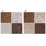 Merck Anti-WDR37 antibody produced in rabbit