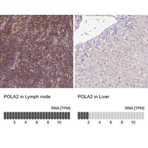 Merck Anti-POLA2 antibody produced in rabbit