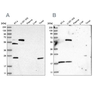 Merck Anti-PYROXD2 antibody produced in rabbit