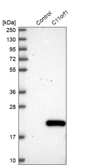 Merck Anti-C11orf1 antibody produced in rabbit