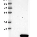 Merck Anti-C11orf1 antibody produced in rabbit