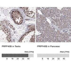 Merck Anti-PRPF40B antibody produced in rabbit