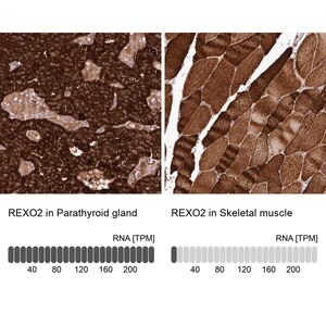 Merck Anti-REXO2 antibody produced in rabbit