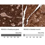 Merck Anti-REXO2 antibody produced in rabbit