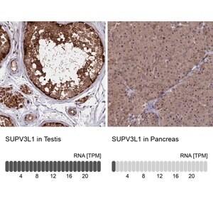 Merck Anti-SUPV3L1 antibody produced in rabbit
