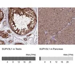 Merck Anti-SUPV3L1 antibody produced in rabbit