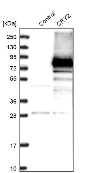 Merck Anti-CRY2 antibody produced in rabbit