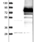 Merck Anti-CRY2 antibody produced in rabbit