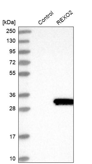 Merck Anti-REXO2 antibody produced in rabbit