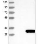Merck Anti-REXO2 antibody produced in rabbit