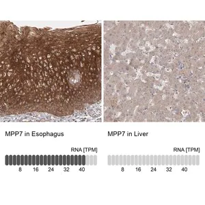 Merck Anti-MPP7 antibody produced in rabbit