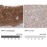 Merck Anti-MPP7 antibody produced in rabbit