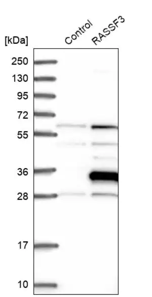 Merck Anti-RASSF3 antibody produced in rabbit
