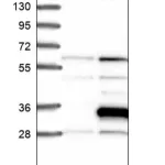 Merck Anti-RASSF3 antibody produced in rabbit